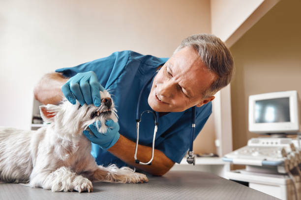 Best 24-Hour Emergency Dental Care in Coeur Dalene, ID